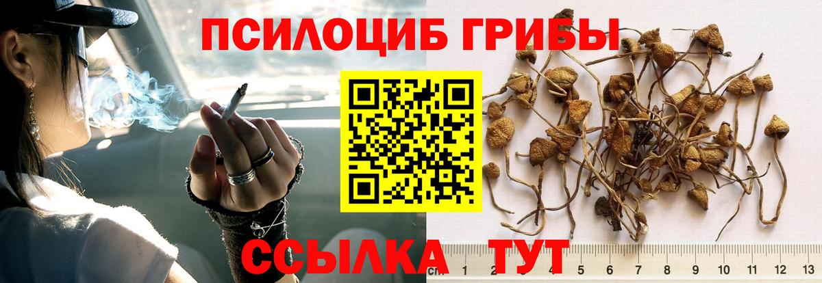 Галлюциногенные грибы GOLDEN TEACHER  Вход с VPN  магазин продажи   Сокол 
